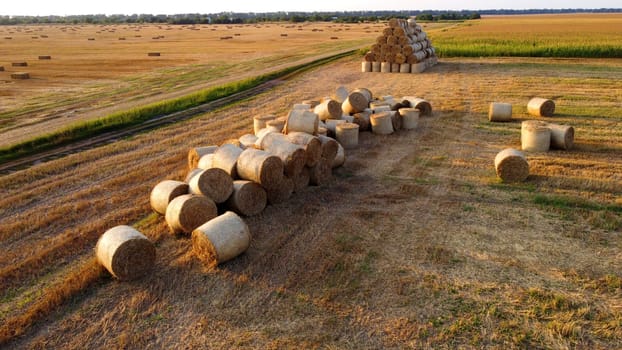 Many twisted dry wheat straw in roll bales on a field during sunset sunrise. Scattered bales of straw after the harvest twisted into rolls lying on the field. Rural landscape, countryside scenery