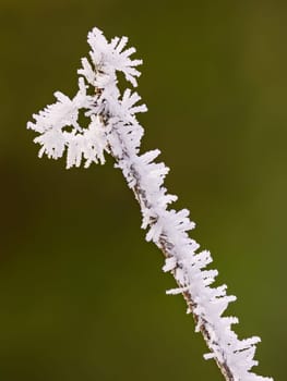 Striking frozen ice and ice crystals in the garden after lightning ice and freezing rain in winter