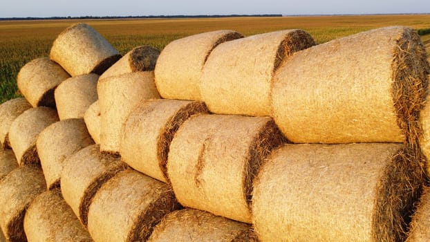 Many bales of wheat straw rolls on wheat field after wheat harvest on sunset dawn. Flying over bales straw rolls on field on sundown dawning. Agricultural agro-industrial agrarian. Aerial drone view