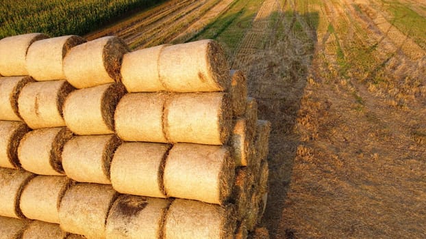 Many twisted dry wheat straw in roll bales on field during sunset sunrise. Large bales straw after harvest twisted into rolls on field. Rural sunny landscape, countryside scenery. Aerial drone view,