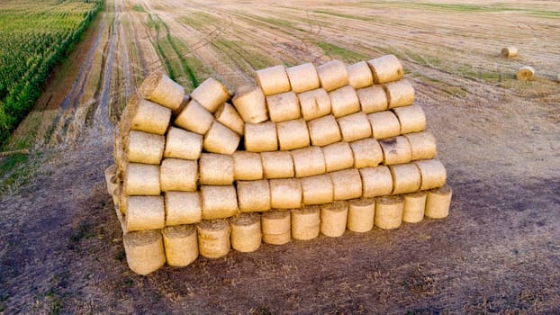 Many bales of compressed dry wheat straw, twisted into round rolls, on field on autumn summer evening morning during sunset dawn. Aerial drone view. Concept agricultural activities, agrarian industry