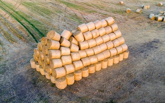 Many bales of compressed dry wheat straw, twisted into round rolls, on field on autumn summer evening morning during sunset dawn. Aerial drone view. Concept agricultural activities, agrarian industry