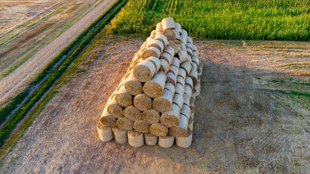 Many bales of compressed dry wheat straw, twisted into round rolls, on field on autumn summer evening morning during sunset dawn. Aerial drone view. Concept agricultural activities, agrarian industry