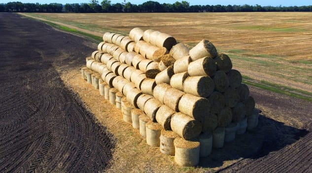 Many bales of rolls of dry straw after wheat harvest on field. Bales in form of rolls of yellow dried twisted straw collected together. Pressed straw. Stacking baling straw. Stacks Skirdy briquettes