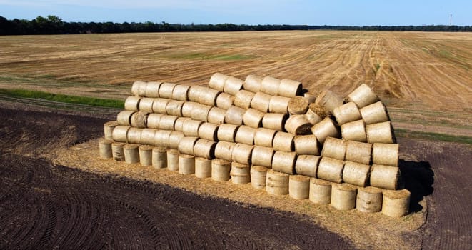 Many bales of rolls of dry straw after wheat harvest on field. Bales in form of rolls of yellow dried twisted straw collected together. Pressed straw. Stacking baling straw. Stacks Skirdy briquettes