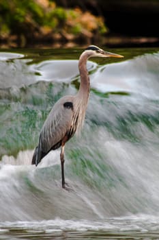 View of a Hunting Heron, David Fortier River Park, Olmsted Falls, Ohio