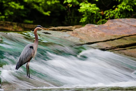 View of a Hunting Heron, David Fortier River Park, Olmsted Falls, Ohio