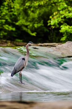 View of a Hunting Heron, David Fortier River Park, Olmsted Falls, Ohio