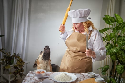 Fat funny female cook in a hat and apron in the kitchen with big shepherd dog. Dog steals food, cook fights back with a rolling pin. Body positive