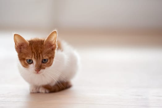 Animal care, pets and cat on a floor in a house waiting, chilling and sitting while looking curious on mockup. Ginger, watching and kitten at home for morning, routine and games, cute and sweet.