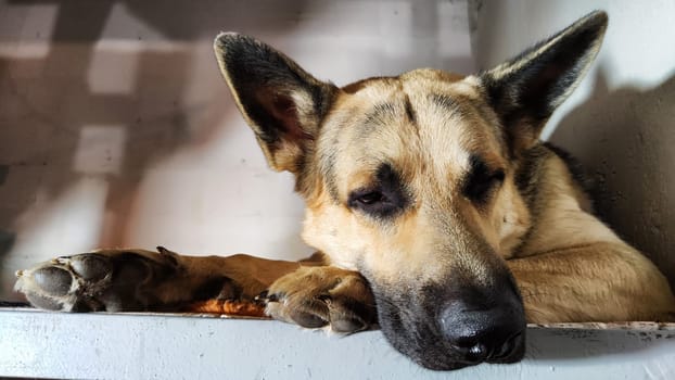 Lonely, sad dog German Shepherd sadly waiting owner. Russian eastern European dog veo is ill and pity