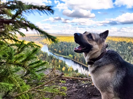 Dog German Shepherd high up in the mountains and view of the beautiful landscape below. Russian eastern European dog veo on nature