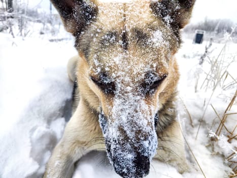Dog German Shepherd in winter day and white snow arround. Waiting eastern European dog veo and white snow