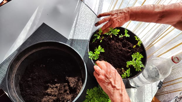 Planting marigold flowers in a pot. Reproduction of plants in spring. Young flower shoots and greenery for the garden. The hands of elderly woman, bucket of earth, green bushes and twigs with leaves