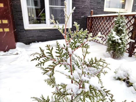 Small thuja cypress is an evergreen tree under snow in the courtyard of the house in winter. Plants in the garden in cold weather and season
