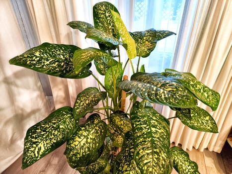 Dieffenbachia plant in a pot on a stool by the window. Retro interior in light colors. Background with plant with green leaves and fabric