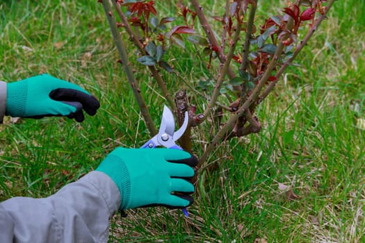 Delicate rose pruning shears help achieve precision rose pruning, ensuring minimal damage to plant.