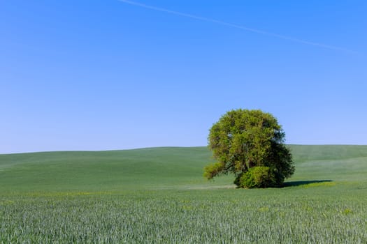 A lone tree, in middle of an open space, casts shadow that dances with gentle swaying of surrounding grass.