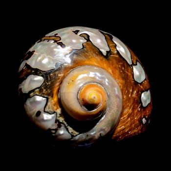 Pearly snail sea shell of Turbo sarmaticus South African turban on a black background