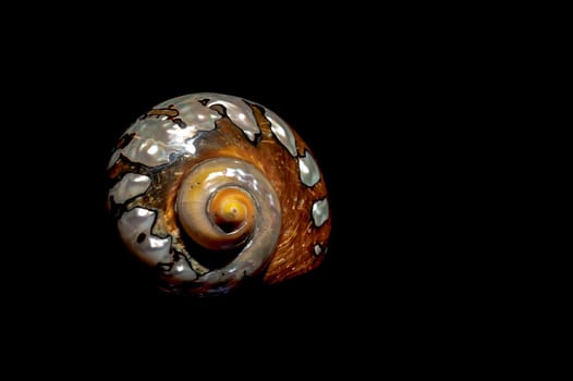 Pearly snail sea shell of Turbo sarmaticus South African turban on a black background