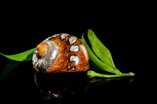 Pearly snail sea shell of Turbo sarmaticus South African turban on a black background