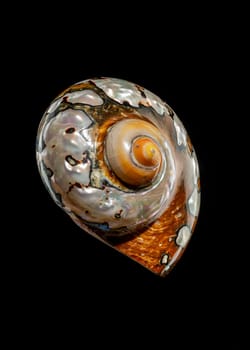 Pearly snail sea shell of Turbo sarmaticus South African turban on a black background