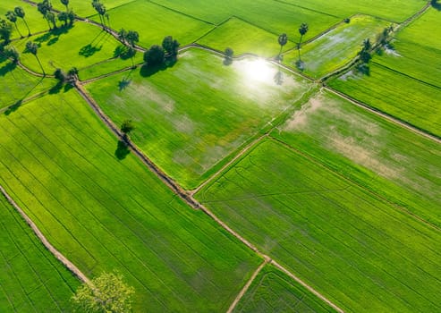 Aerial view of green rice field with trees in Thailand. Above view of agricultural field. Rice plants. Natural pattern of green rice farm. Beauty in nature. Sustainable agriculture. Carbon neutrality.