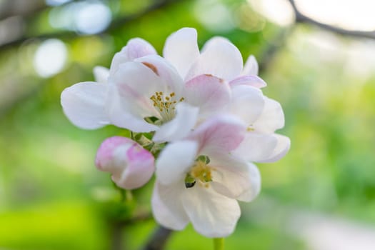 Apple blossom close-up. Selective focus.