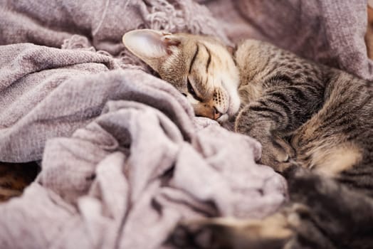 Blanket, sleeping and kitten in home for rest, relaxing and calm for cute, adorable and innocent pet. Animal care, pets and closeup of young cat on duvet for nap, sleep and comfortable in house.