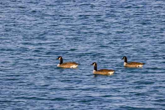 The Canada goose swims as a group in the cold water of a pond in winter