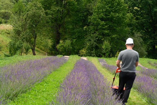 A man mows the grass with an electric lawnmower, mowing the grass between the lavender bushes. Lithium Ion battery powered Electric Lawn mower.