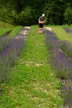 Work in the garden with a lawnmower, a gardener mows grass between lavender bushes, gardener's work.