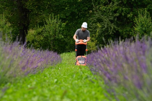 Work in the garden with a lawnmower, a gardener mows grass between lavender bushes, gardener's work.
