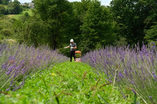 Mowing the grass in the lavender field with an electric lawnmower, an economical and environmentally friendly lawnmower.