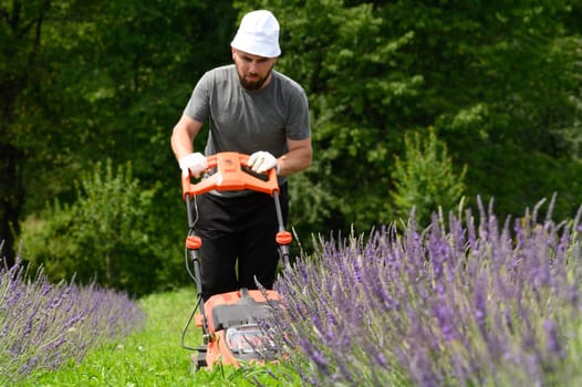 Mowing the grass in the lavender field with an electric lawnmower, an economical and environmentally friendly lawnmower. Lithium Ion battery powered Electric Lawn mower.