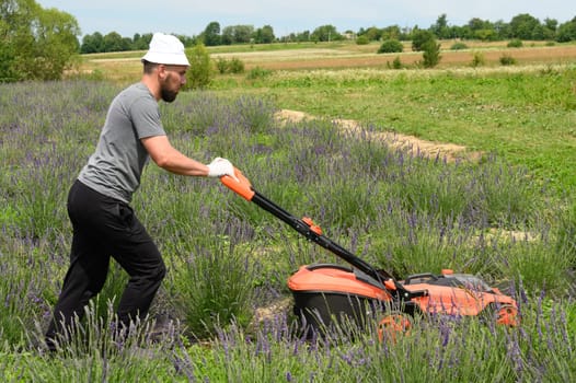 Care of a lavender field, a man mows the grass with an electric lawnmower, a young lavender field. Lithium Ion battery powered Electric Lawn mower.
