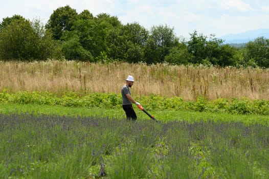Mowing the grass in the lavender field with an electric lawnmower, an economical and environmentally friendly lawnmower.