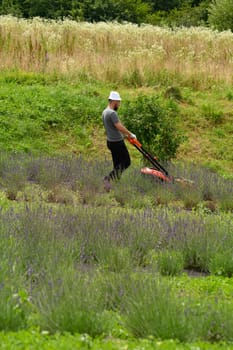 Care of a lavender field, a man mows the grass with an electric lawnmower, a young lavender field.