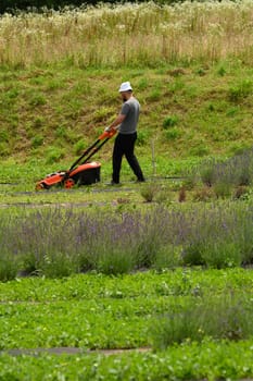 Lavender field and gardener mowing the grass and tending the lavender field, lawnmower and garden work.