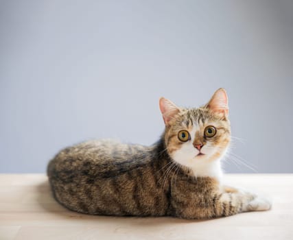 A playful and cheerful little grey Scottish Fold cat, isolated on a white background, stands with a cute, straight tail in this charming cat portrait.