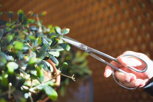 man's hands with scissors, pruning a bonsai in spring.