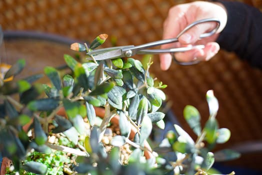 man's hands with scissors, pruning a bonsai in spring.