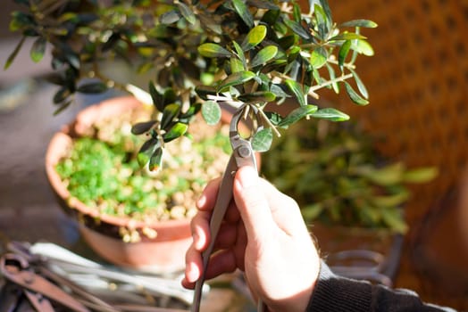 man's hands with scissors, pruning a bonsai in spring.