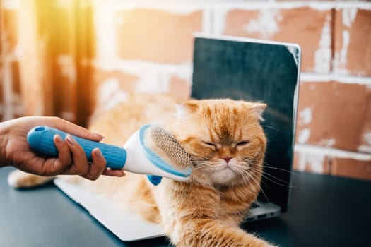 A woman holds her orange Scottish Fold cat while brushing its fur, a joyful routine of hygiene and pet care. The cat's relaxed demeanor reflects their deep friendship. Pat love routine