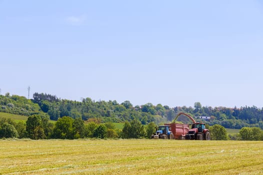 Forage harvester, cuts silage in the field and fills the tractor trailer. Countryside. Modern technology works in the field.