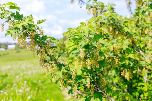 Flowering branches of currant bush close up, ripening berries on the field. Currant plantation. Blurred background.