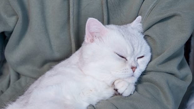 Fluffy kitty looking at camera on green background, front view. Cute young short hair white cat sitting in hands with copy space. Stripped kitten with blue eyes.