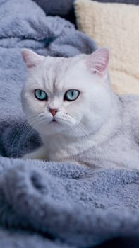 Fluffy kitty looking at camera on green background, front view. Cute young short hair white cat sitting in hands with copy space. Stripped kitten with blue eyes.