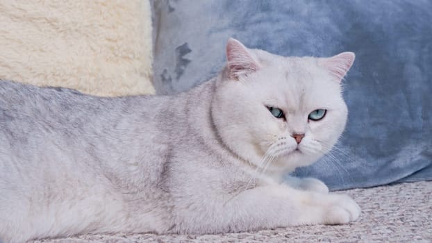 Fluffy kitty looking at camera on green background, front view. Cute young short hair white cat sitting in hands with copy space. Stripped kitten with blue eyes.