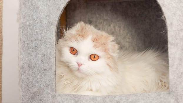 Fluffy calico kitty looking at camera on grey background, front view. Cute young short hair white cat sitting in grey cat house with copy space. White kitten with brown eyes.